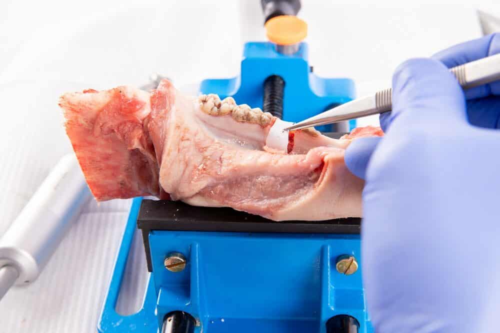 Cursus Botregeneratie en kaakreconstructie voor implantologie | Implant College 02