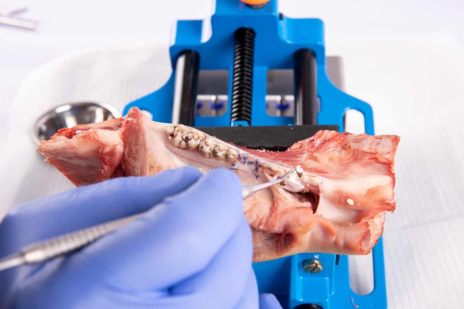 Cursus Botregeneratie en kaakreconstructie voor implantologie | Implant College 03